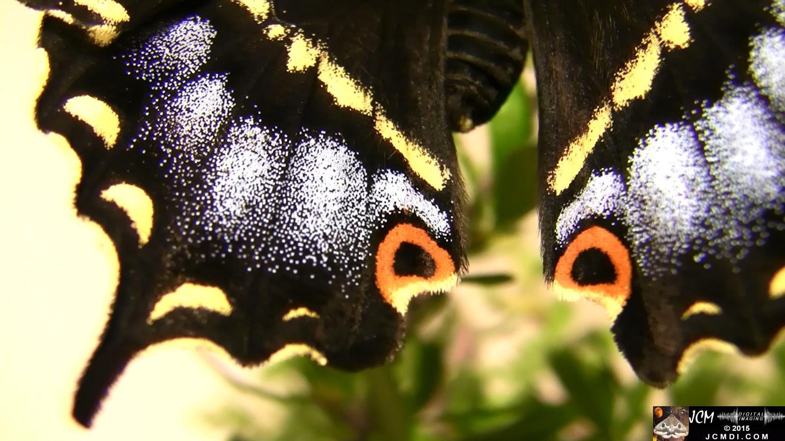 Papilio indra Swallowtail on plant freshly emerged close-up hindwing
